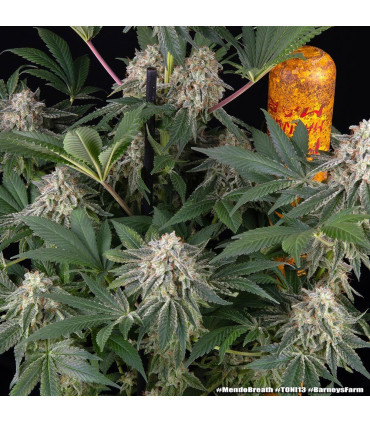 Mendo Breath Barney's Farm - Σπόροι Κάνναβης