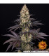 OG Kush Barney's Farm - Σπόροι Κάνναβης