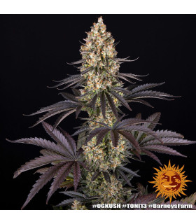 OG Kush Barney's Farm - Σπόροι Κάνναβης