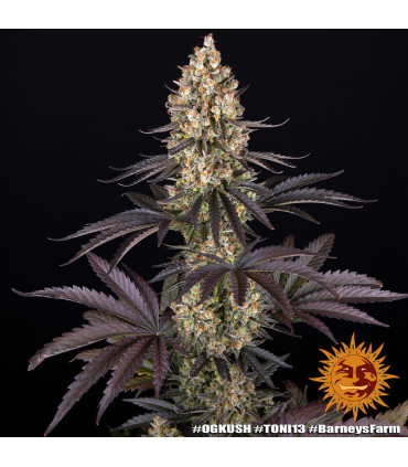 OG Kush Barney's Farm - Σπόροι Κάνναβης