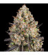 OG Kush Barney's Farm - Σπόροι Κάνναβης