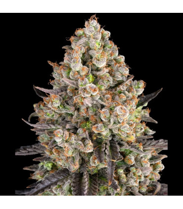 OG Kush Barney's Farm - Σπόροι Κάνναβης