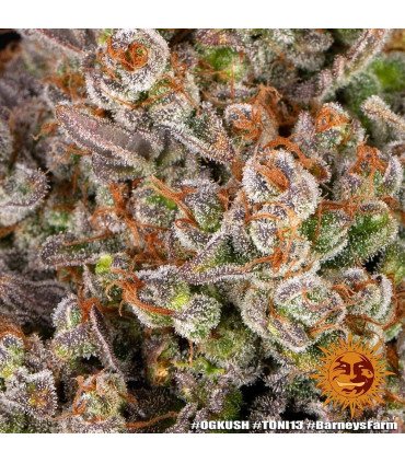 OG Kush Barney's Farm - Σπόροι Κάνναβης