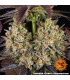 OG Kush Barney's Farm - Σπόροι Κάνναβης