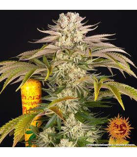 Pineapple Express Barney's Farm - Σπόροι Κάνναβης