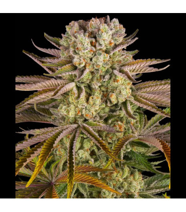 Pineapple Express Barney's Farm - Σπόροι Κάνναβης