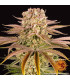 Pineapple Express Barney's Farm - Σπόροι Κάνναβης
