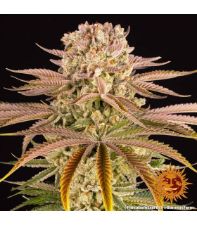 Pineapple Express