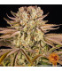 Pineapple Express Barney's Farm - Σπόροι Κάνναβης