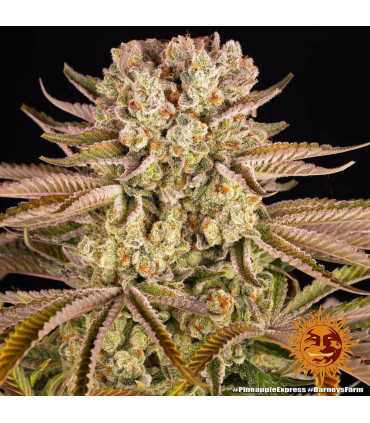 Pineapple Express Barney's Farm - Σπόροι Κάνναβης