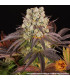 Purple Punch x Lemon Drizzle Barney's Farm | Σπόροι Κάνναβης