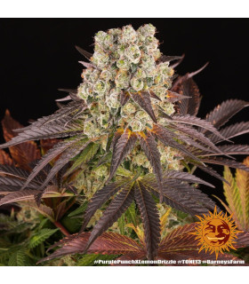 Purple Punch x Lemon Drizzle Barney's Farm - Σπόροι Κάνναβης