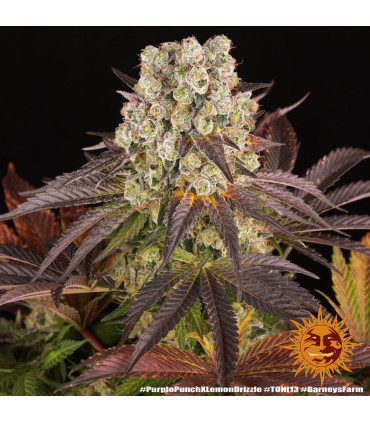 Purple Punch x Lemon Drizzle Barney's Farm | Σπόροι Κάνναβης