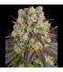 Purple Punch x Lemon Drizzle Barney's Farm | Σπόροι Κάνναβης