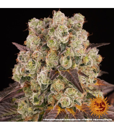 Purple Punch x Lemon Drizzle Barney's Farm | Σπόροι Κάνναβης