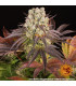 Purple Punch x Lemon Drizzle Barney's Farm | Σπόροι Κάνναβης