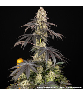 Rainbow Sherbet Barney's Farm - Σπόροι Κάνναβης