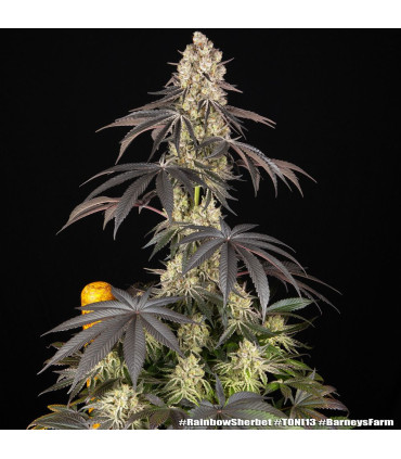 Rainbow Sherbet Barney's Farm | Σπόροι Κάνναβης