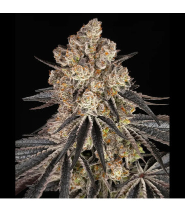 Rainbow Sherbet Barney's Farm | Σπόροι Κάνναβης