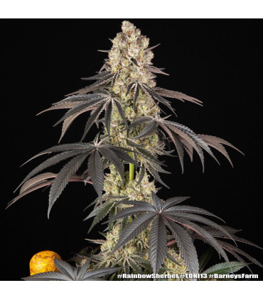 Rainbow Sherbet Barney's Farm | Σπόροι Κάνναβης