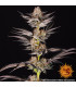 RS11 x Banana OG Barney's Farm | Σπόροι Κάνναβης