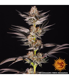 RS11 x Banana OG Barney's Farm - Σπόροι Κάνναβης