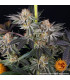 RS11 x Banana OG Barney's Farm | Σπόροι Κάνναβης