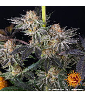 RS11 x Banana OG