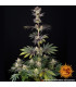 RS11 x Banana OG Barney's Farm | Σπόροι Κάνναβης