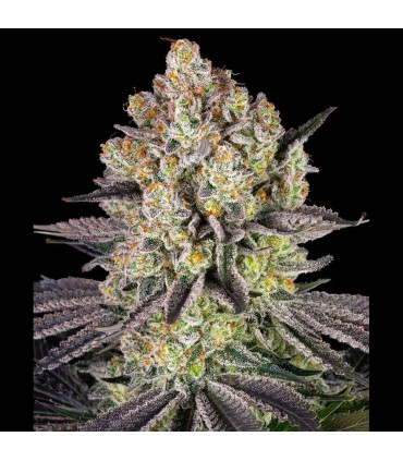 Runtz Barney's Farm | Σπόροι Κάνναβης