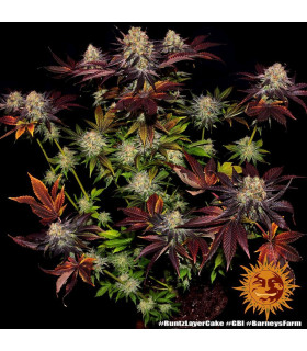 Runtz x Layer Cake Barney's Farm - Σπόροι Κάνναβης
