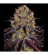 Runtz x Layer Cake Barney's Farm | Σπόροι Κάνναβης