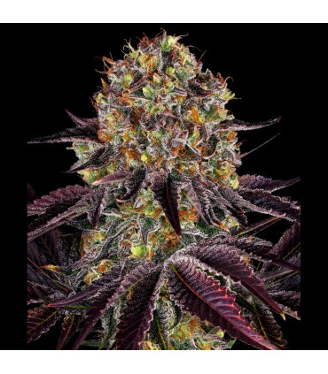 Runtz x Layer Cake Barney's Farm | Σπόροι Κάνναβης