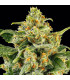 Skunk #1 Barney's Farm | Σπόροι Κάνναβης