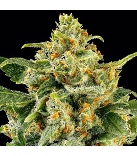 Skunk #1 Barney's Farm - Σπόροι Κάνναβης
