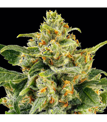 Skunk #1 Barney's Farm | Σπόροι Κάνναβης