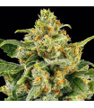 Skunk 1