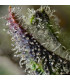 Skunk #1 Barney's Farm | Σπόροι Κάνναβης