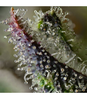 Skunk 1