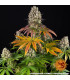 Sour Diesel Barney's Farm | Σπόροι Κάνναβης