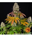Sour Diesel