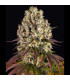 Sour Diesel Barney's Farm | Σπόροι Κάνναβης