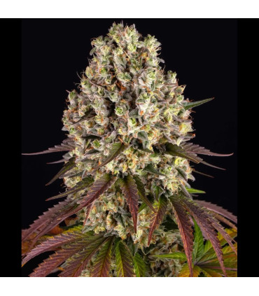 Sour Diesel Barney's Farm | Σπόροι Κάνναβης