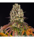 Sour Diesel Barney's Farm | Σπόροι Κάνναβης