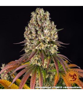 Sour Diesel