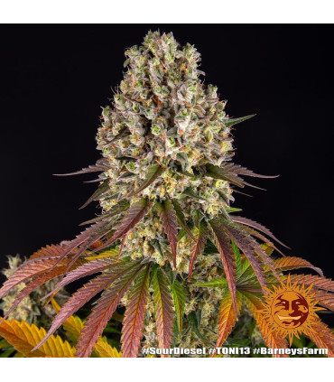 Sour Diesel Barney's Farm | Σπόροι Κάνναβης