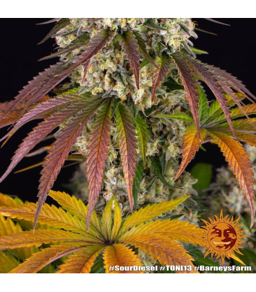 Sour Diesel Barney's Farm | Σπόροι Κάνναβης