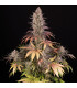 Sour Strawberry Barney's Farm | Σπόροι Κάνναβης