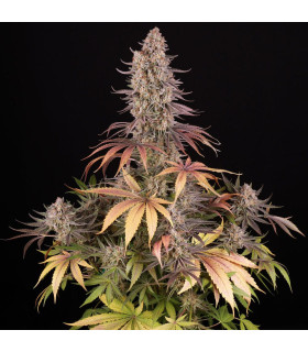Sour Strawberry Barney's Farm | Σπόροι Κάνναβης