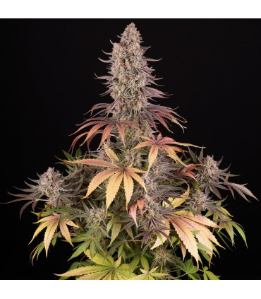 Sour Strawberry Barney's Farm | Σπόροι Κάνναβης